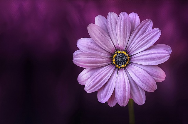 Kto nosi purpurowe szaty? Kto nosi purpurowe szaty?
